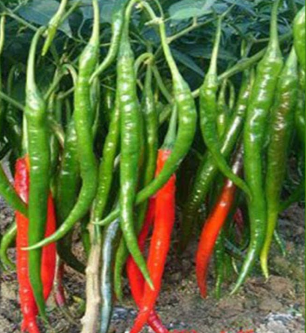 Hạt giống ớt sừng dài